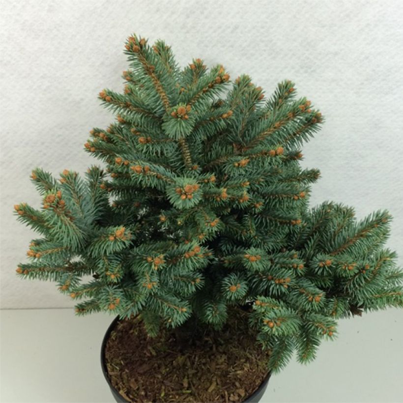 Picea pungens Thuem - Blauwe spar (Groeiplaats)