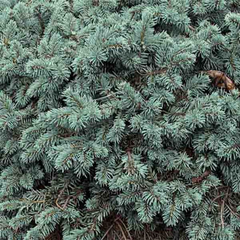 Picea pungens Waldbrunn - Blauwe spar (Foliage)