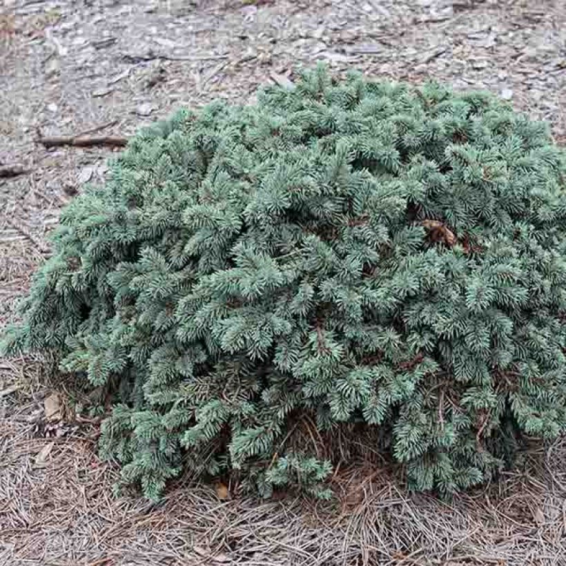 Picea pungens Waldbrunn - Blauwe spar (Plant habit)