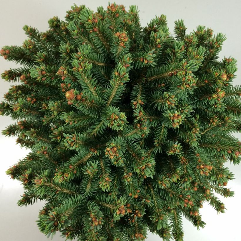 Picea rubens Grandfather Mountain - Rode spar (Blad)