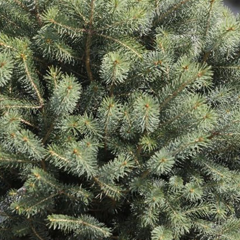 Picea sitchensis Nana - Sitkaspar (Blad)