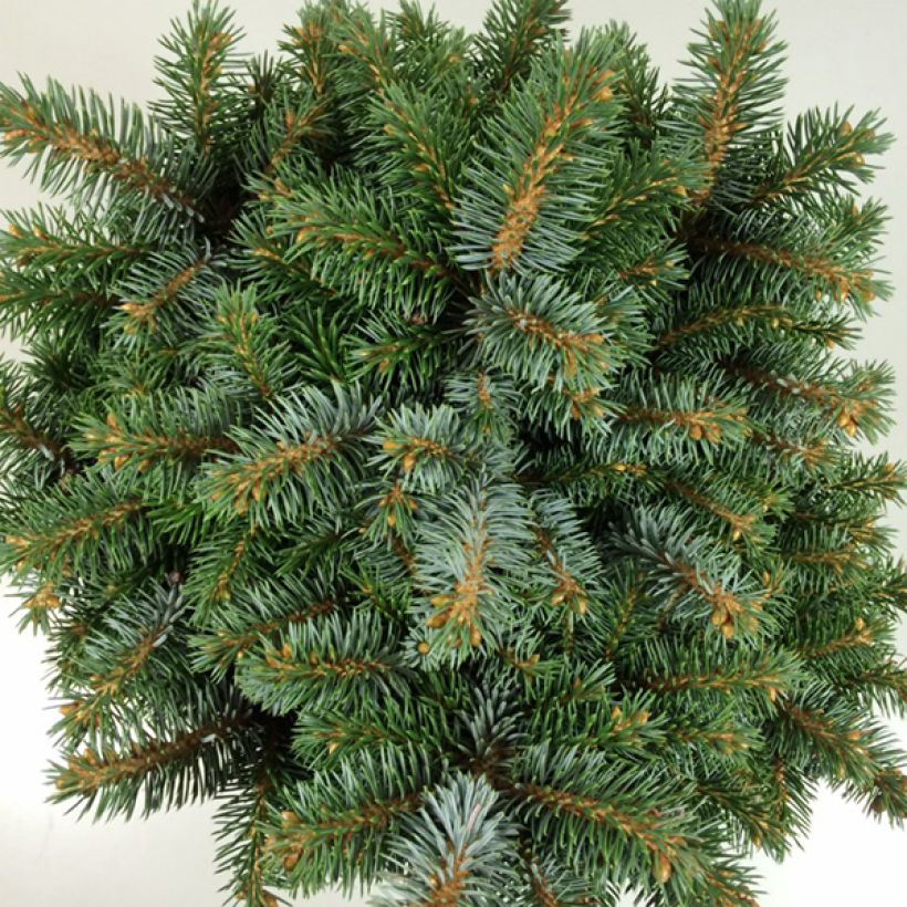 Picea sitchensis Rom - Sitkaspar (Blad)