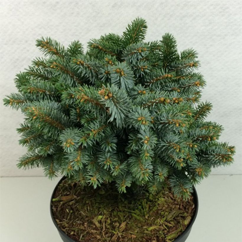 Picea sitchensis Rom - Sitkaspar (Groeiplaats)