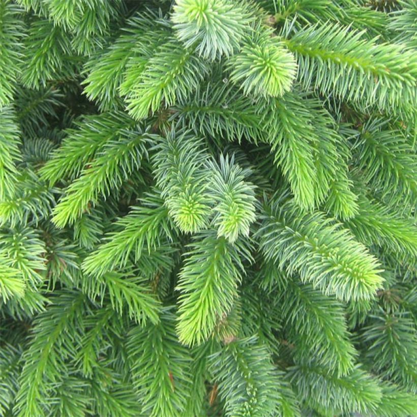 Picea sitchensis Sugarloaf - Sitkaspar (Blad)