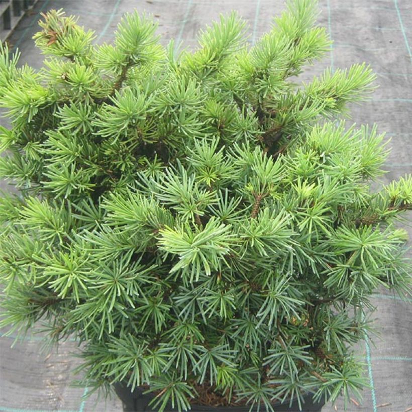 Picea sitchensis Sugarloaf - Sitkaspar (Groeiplaats)