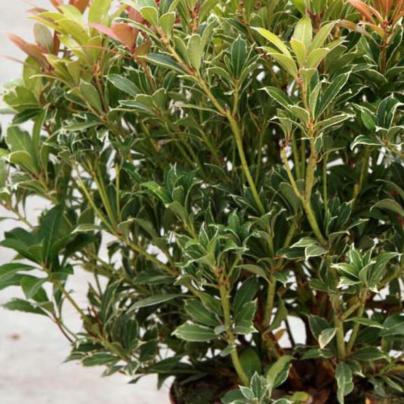 Pieris japonica Carnaval - Japanse rotsheide (Blad)