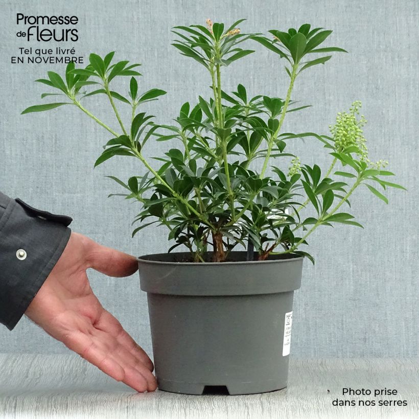 Exemplaar van Pieris japonica Debutante - Japanse rotsheide Pot van 2 l/3 l zoals geleverd in de herfst