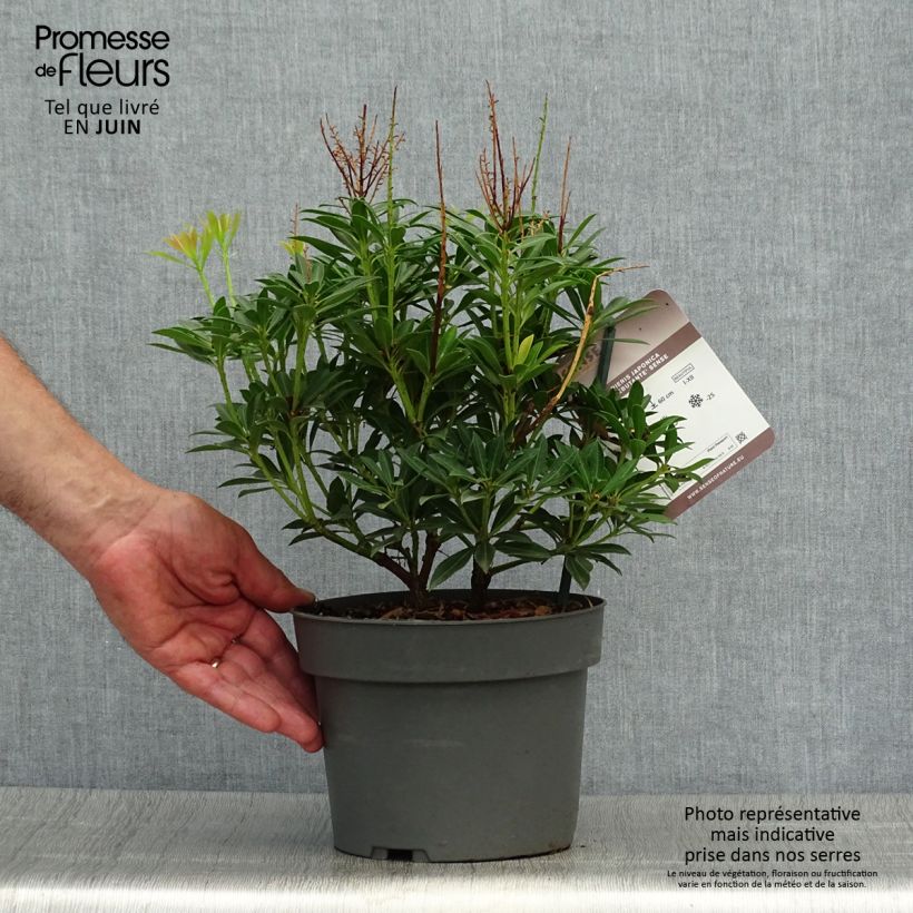 Exemplaar van Pieris japonica Debutante - Japanse rotsheide Pot van 2 l/3 l zoals geleverd in de zomer