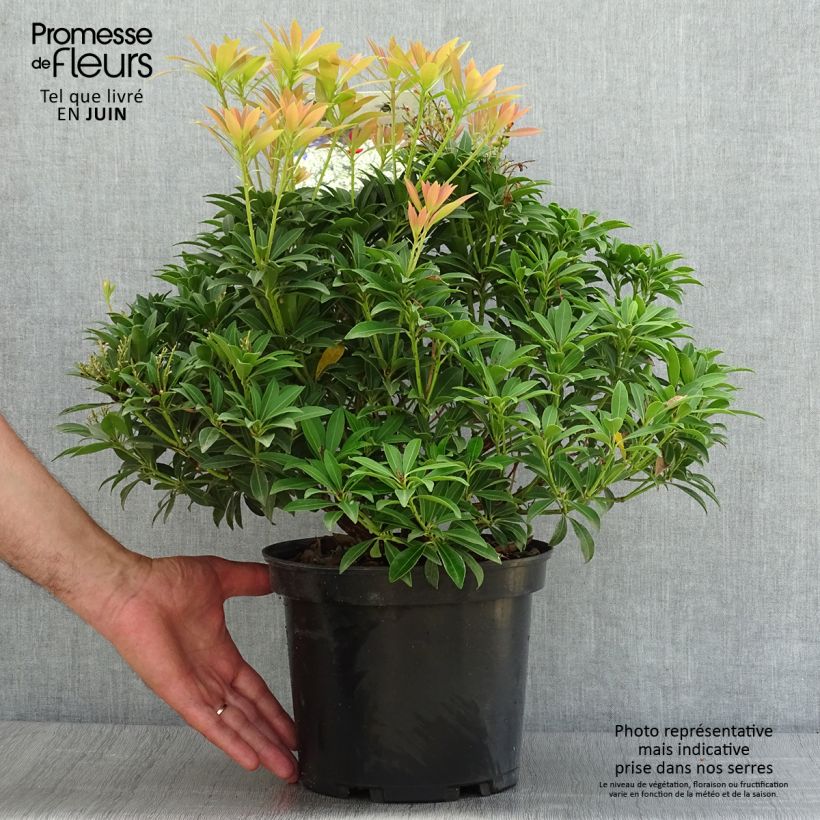 Exemplaar van Pieris japonica Debutante - Japanse rotsheide Pot van 4 l/5 l zoals geleverd in de zomer