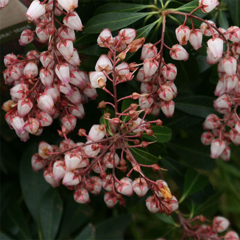 Pieris japonica Katsura - Japanse rotsheide (Bloei)