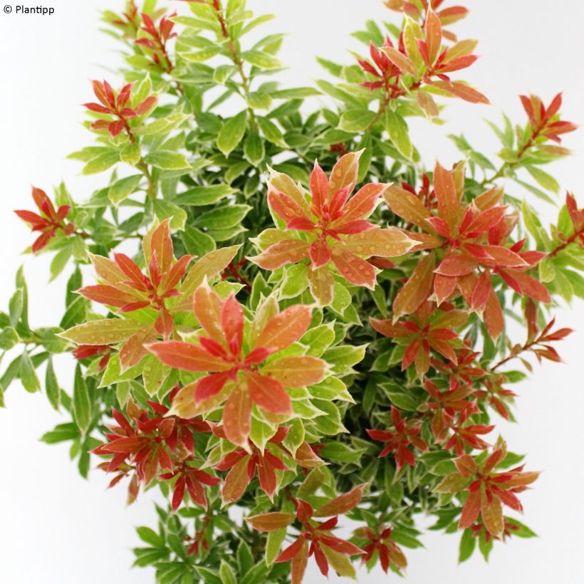 Pieris japonica Little Goldy - Japanse rotsheide (Blad)
