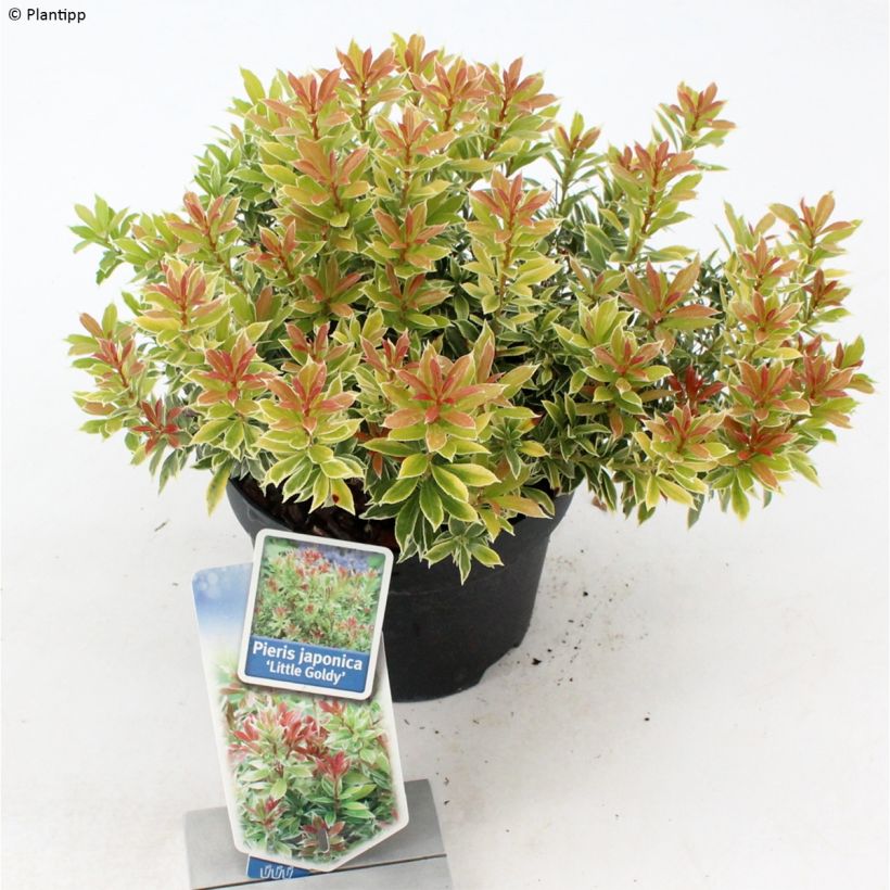 Pieris japonica Little Goldy - Japanse rotsheide (Groeiplaats)