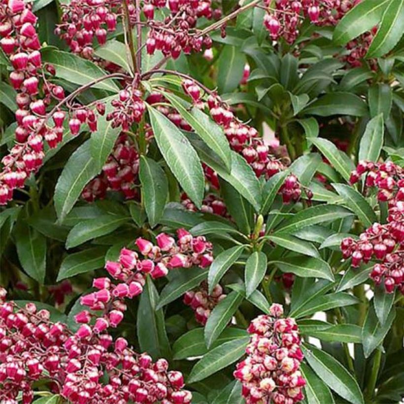 Pieris japonica Passion - Japanse rotsheide (Blad)