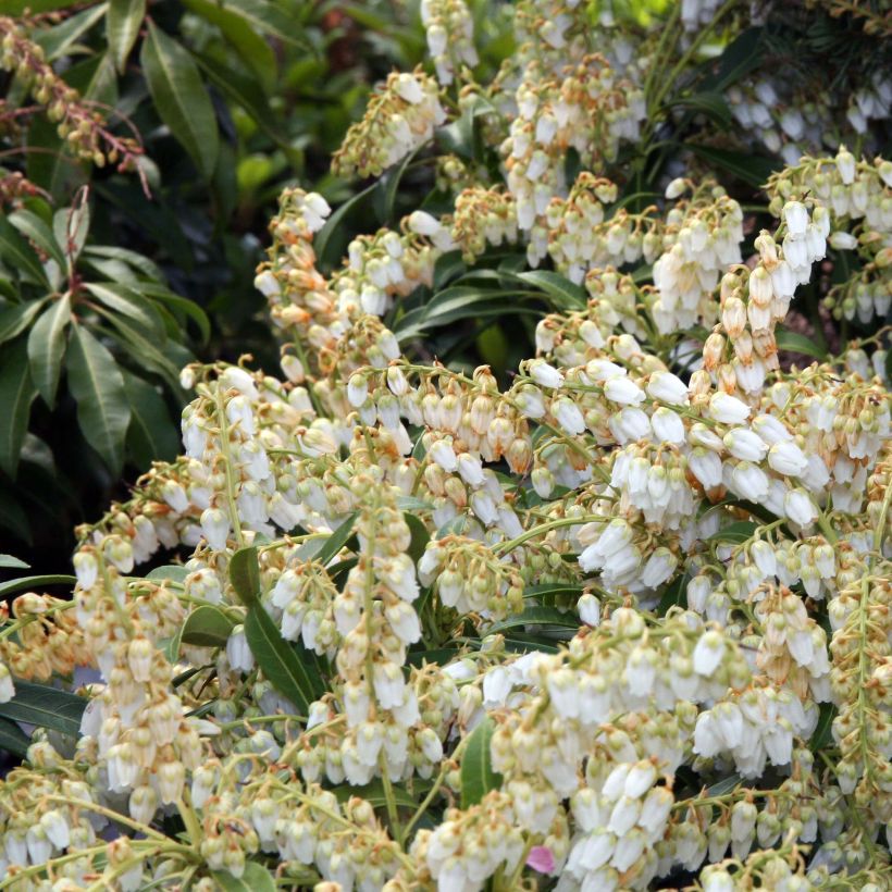 Pieris japonica Purity - Japanse rotsheide (Bloei)