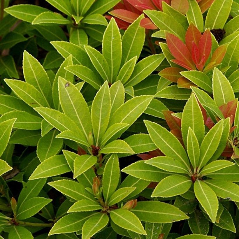 Pieris japonica Sarabande - Japanse rotsheide (Blad)