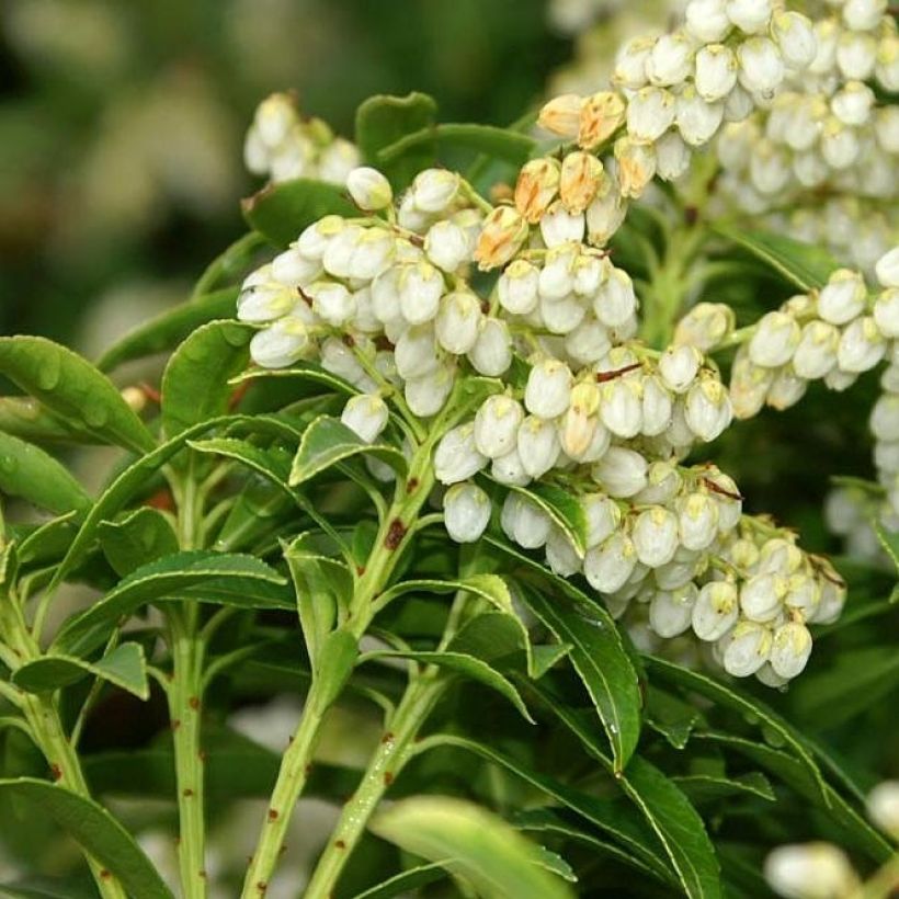 Pieris japonica Sarabande - Japanse rotsheide (Bloei)