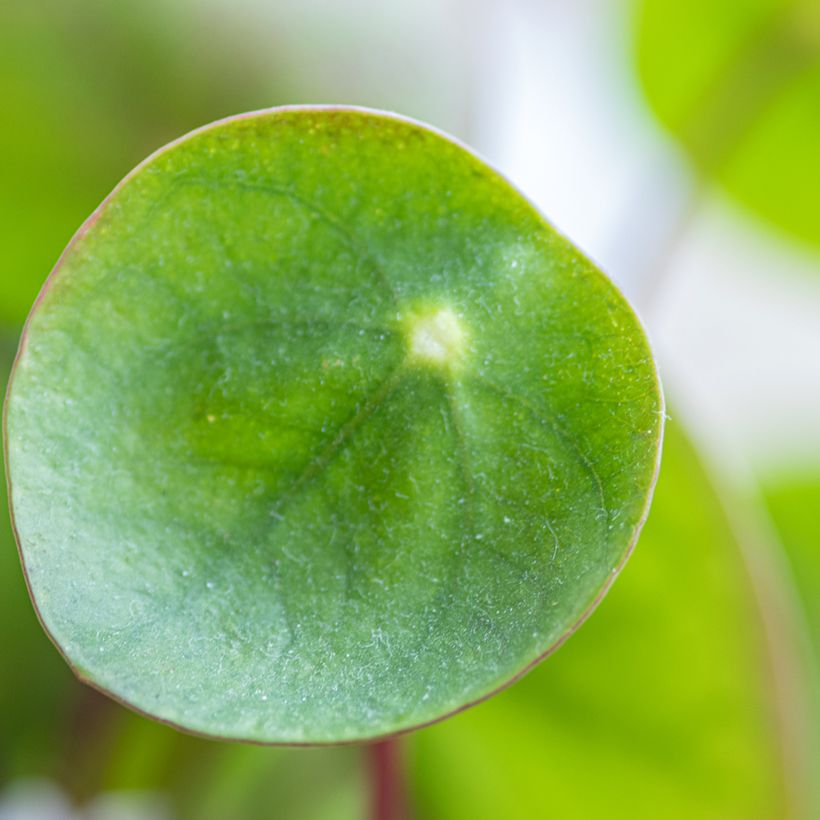 Pilea peperomioides - Pannenkoekenplant (Blad)