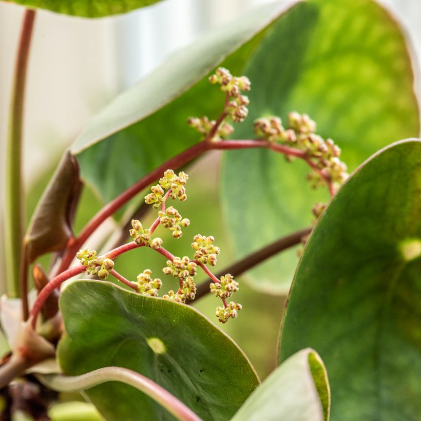 Pilea peperomioides - Pannenkoekenplant (Bloei)
