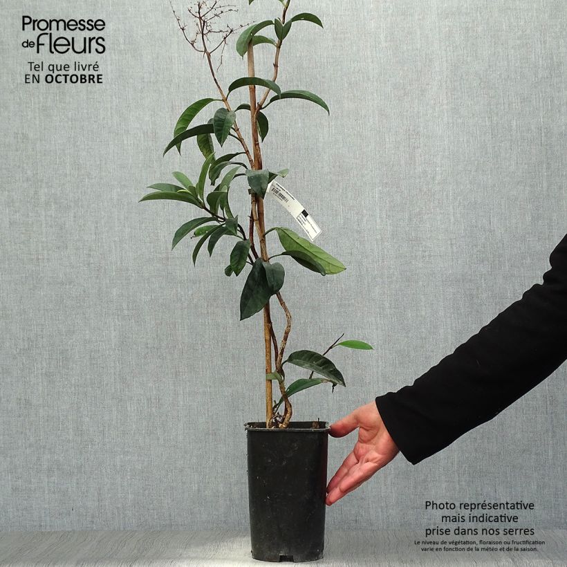 Exemplaar van Pileostegia viburnoides - Klimhortensia Pot van 2 l/3 l zoals geleverd in de herfst