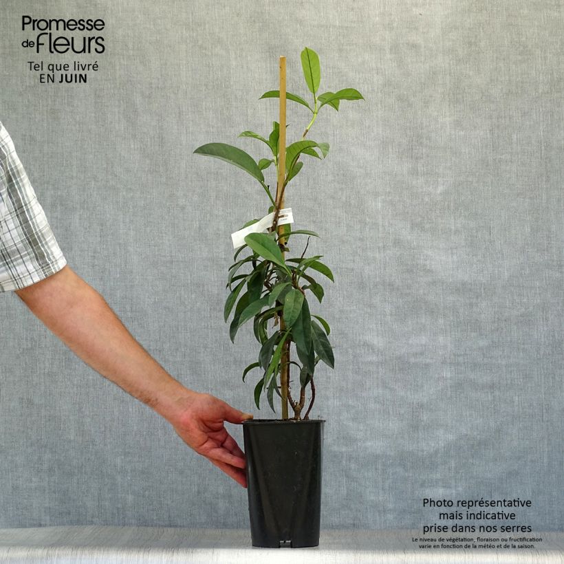Exemplaar van Pileostegia viburnoides - Klimhortensia Pot van 2 l/3 l zoals geleverd in de zomer