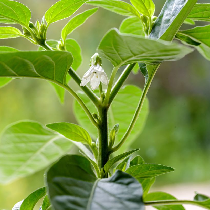 Chilipeper Krakatoa F1 (Bloei)