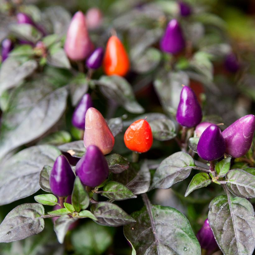 Chilipeper Numex Twilight (Oogst)