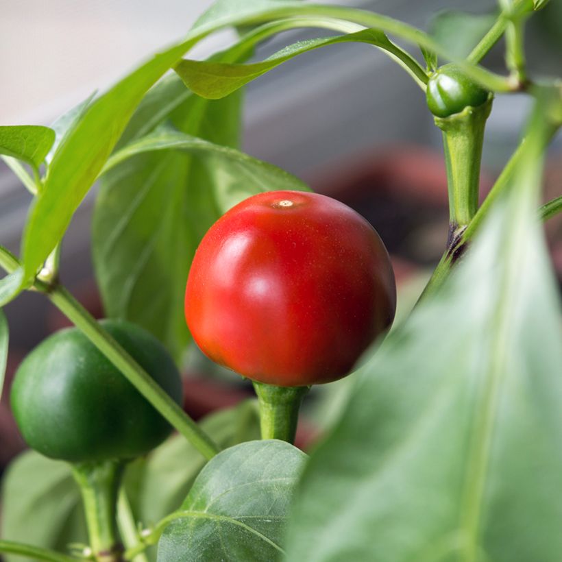 Chilipeper Red Cherry Small BIO - Ferme de Sainte Marthe (Oogst)