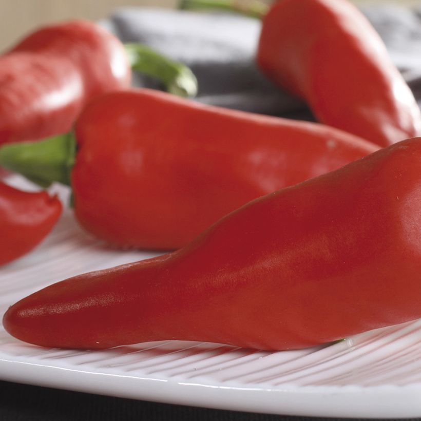 Espelettepeper Gorria (Oogst)