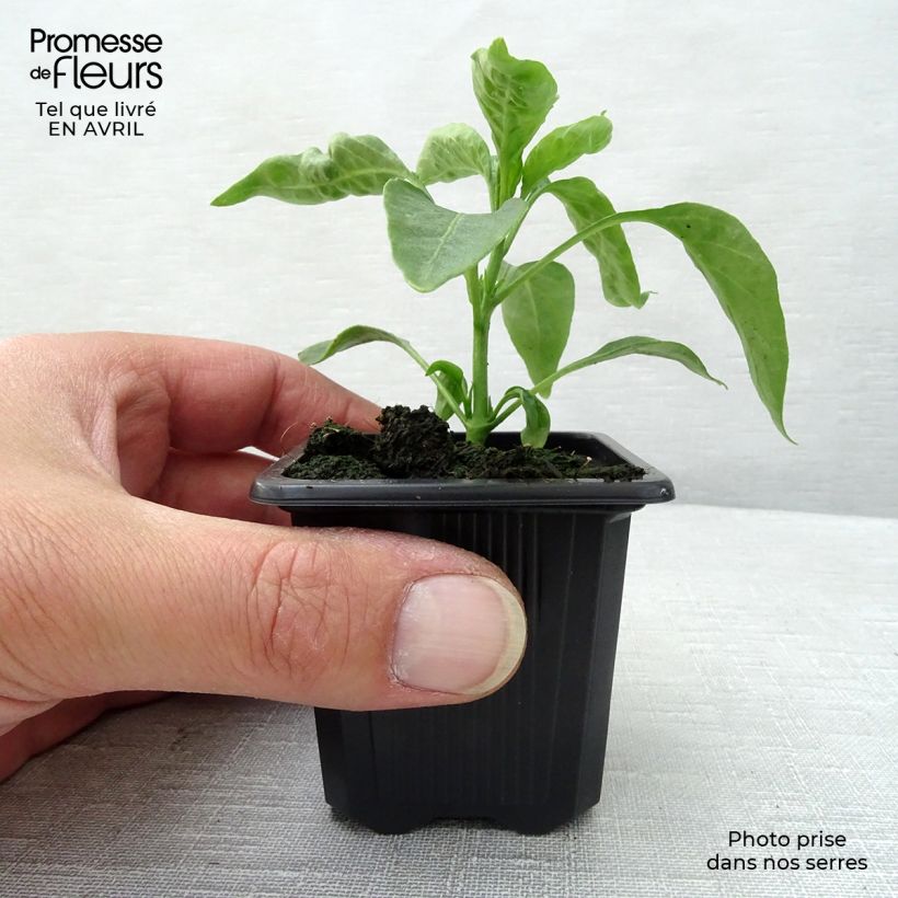 Example of Cayennepeper (jonge planten) Kweekpotje van 7/8 cm as you get in printemps