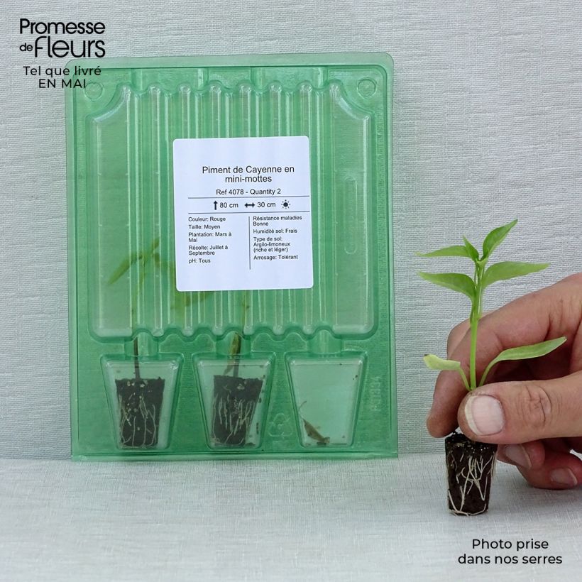 Example of Cayennepeper (jonge planten) Mini-mot Ø 1,5/2,5 cm as you get in printemps