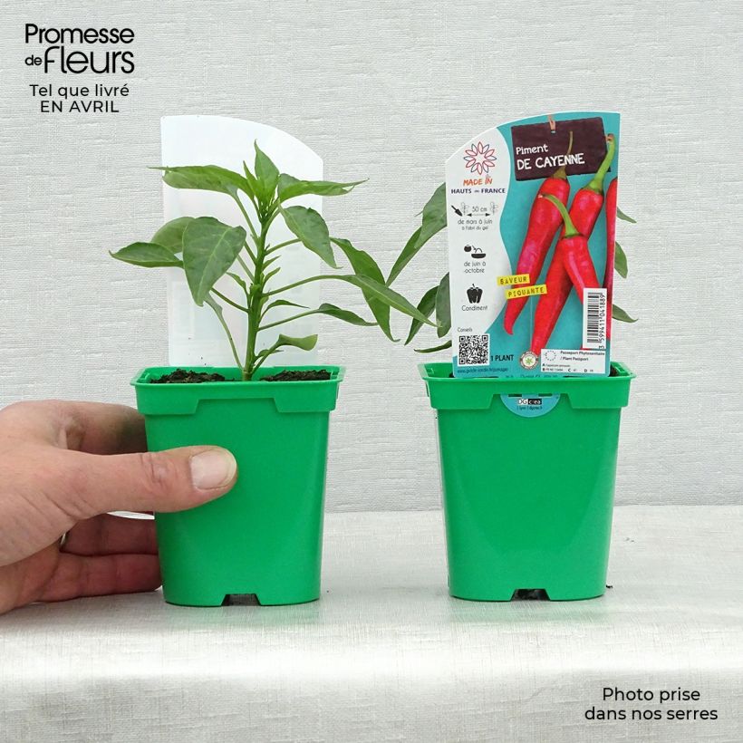 Example of Cayennepeper (jonge planten) Pot van 10 cm/11 cm as you get in printemps