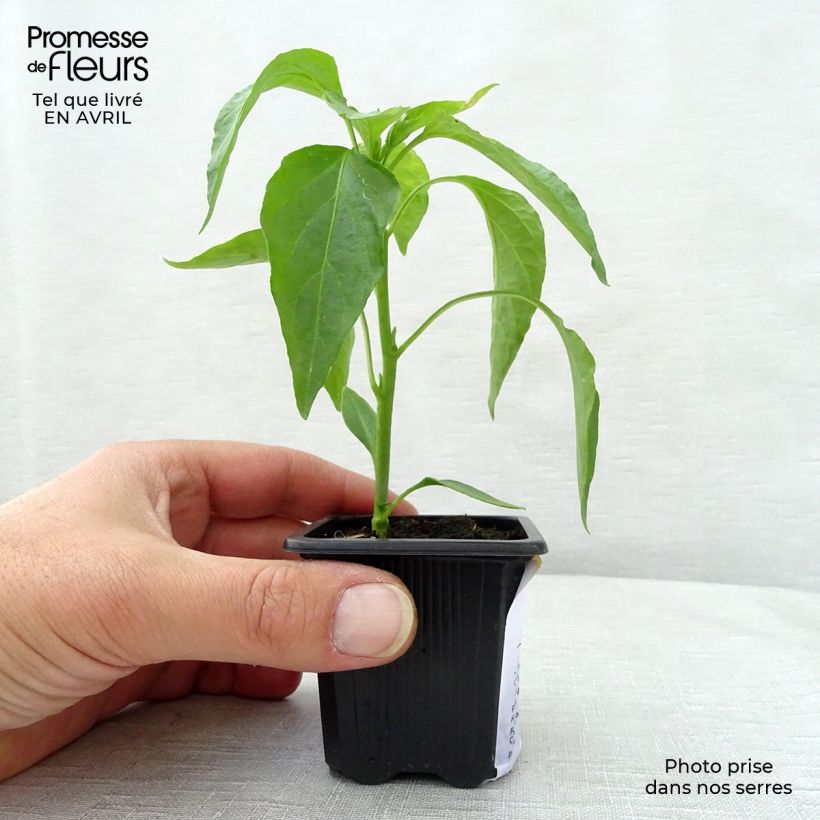 Exemplaar van Puntpaprika Zeer lange van de Landes (jonge planten) Kweekpotje van 7/8 cm zoals geleverd in de lente