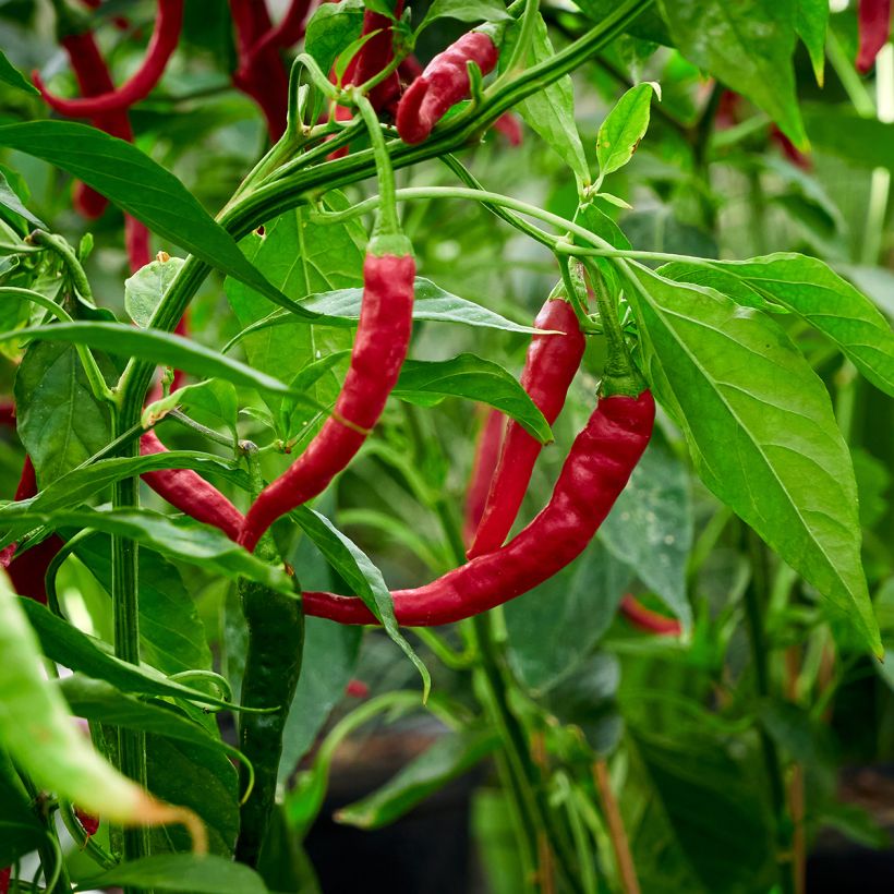 Puntpaprika Zeer lange van de Landes (jonge planten) (Oogst)