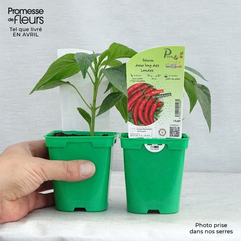 Exemplaar van Puntpaprika Zeer lange van de Landes (jonge planten) Pot van 10 cm/11 cm zoals geleverd in de lente