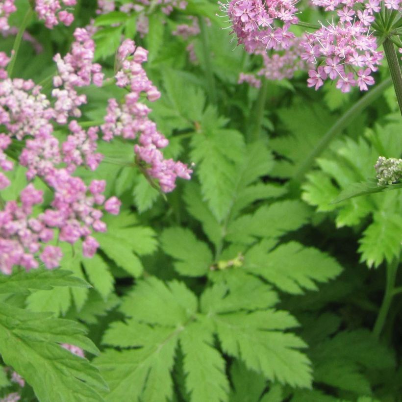 Pimpinella major Rosea - Grote bevernel (Blad)
