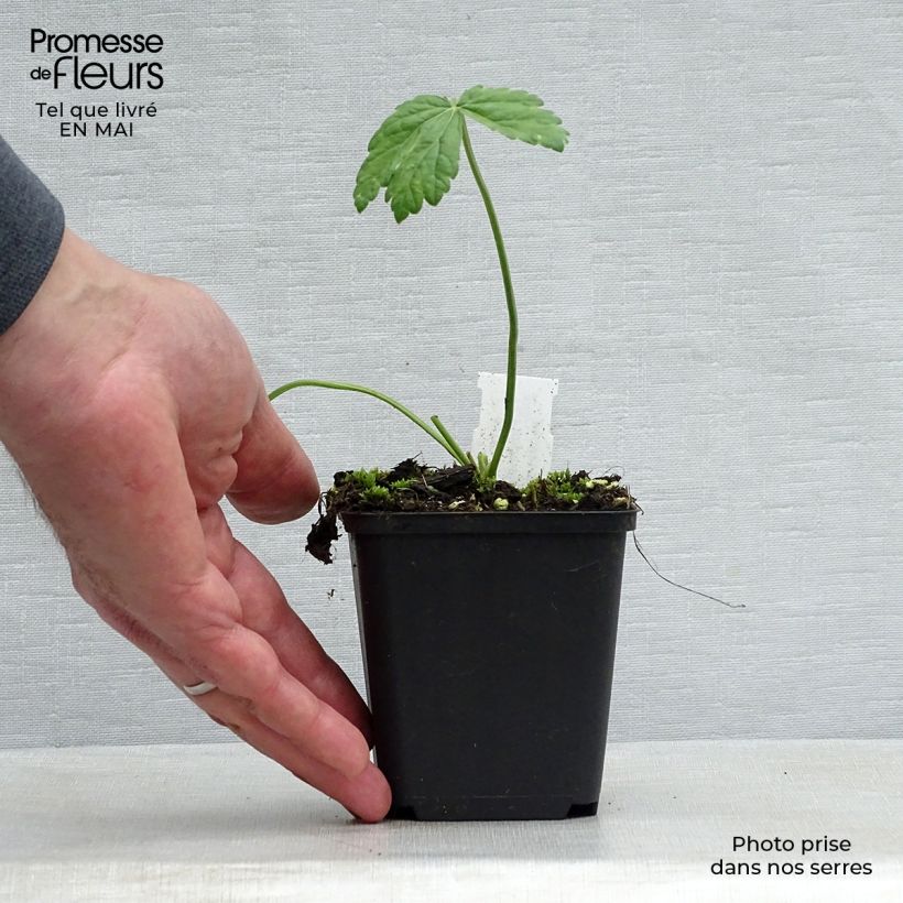 Exemplaar van Pimpinella major Rosea - Grote bevernel Kweekpotje van 8/9 cm zoals geleverd in de lente