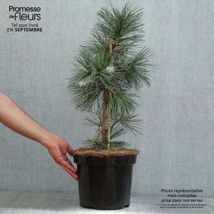 Exemplaar van Pinus flexilis Vanderwolf's Pyramid - Buigzame den Pot van 7,5 l/10 l zoals geleverd in de zomer