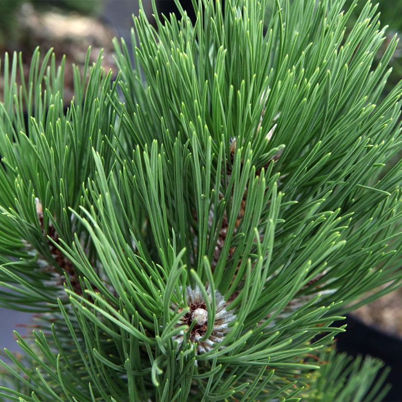 Pinus heldreichii Malinkii - Bosnische den (Blad)