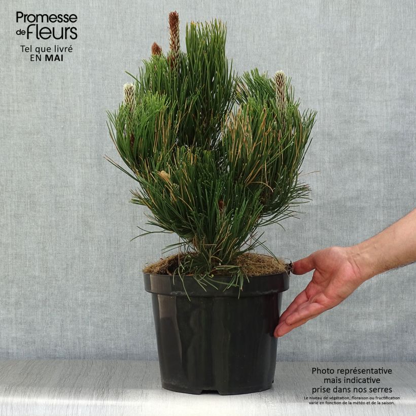 Example of Pinus heldreichii Satellit - Bosnische den Pot van 7,5 l/10 l as you get in printemps