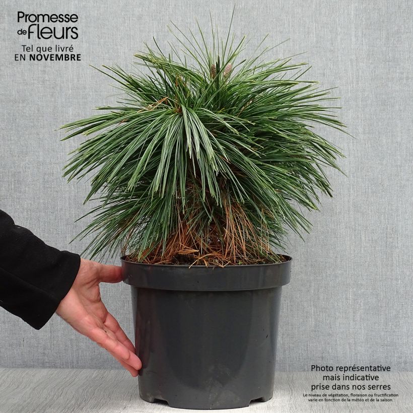 Exemplaar van Pinus schwerinii Wiethorst - Schwerin-den Pot van 7,5 l/10 l zoals geleverd in de herfst