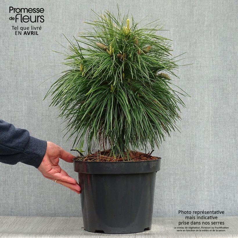 Example of Pinus schwerinii Wiethorst - Schwerin-den Pot van 7,5 l/10 l as you get in printemps