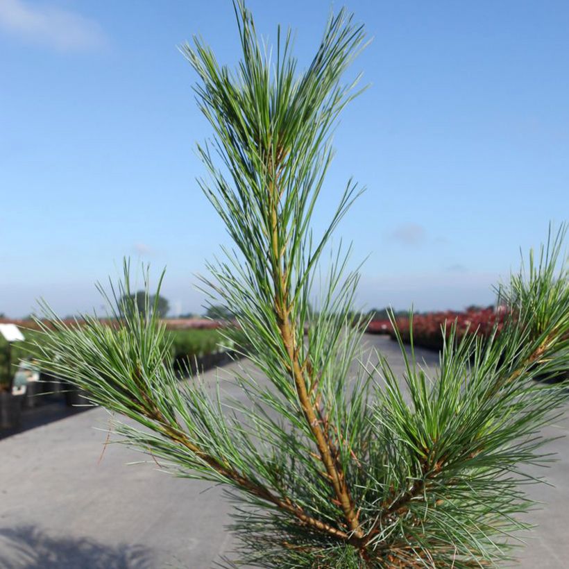 Pinus strobus Blue Shag - Weymouthden (Blad)