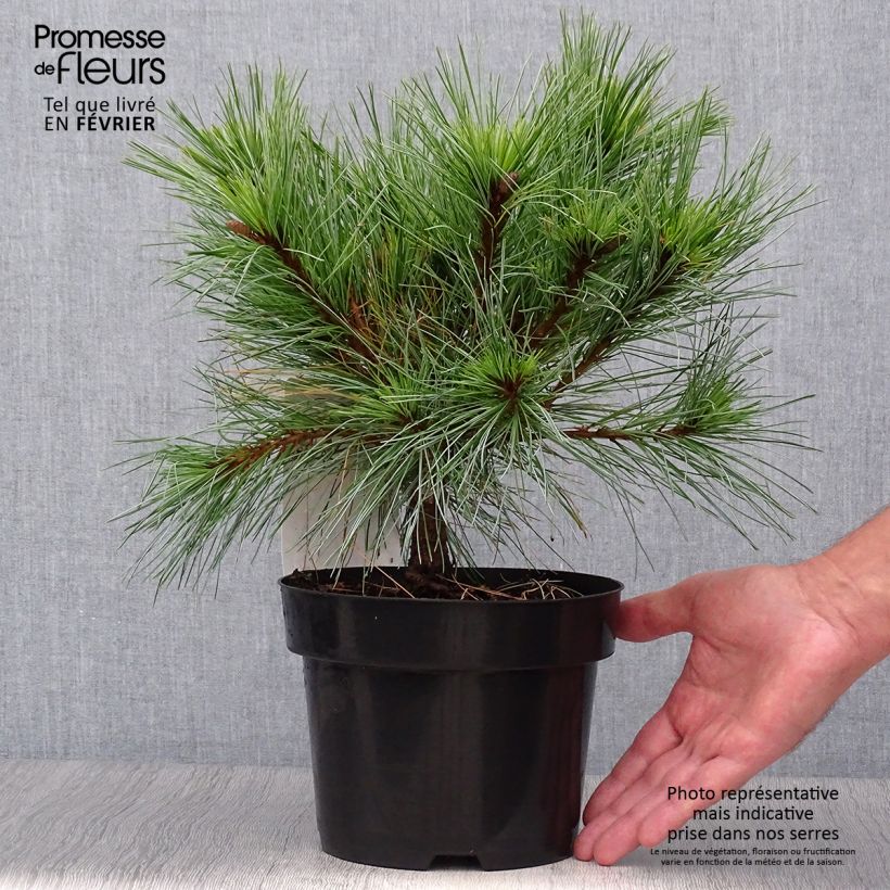 Exemplaar van Pinus strobus Blue Shag - Weymouthden Pot van 2 l/3 l zoals geleverd in de herfst