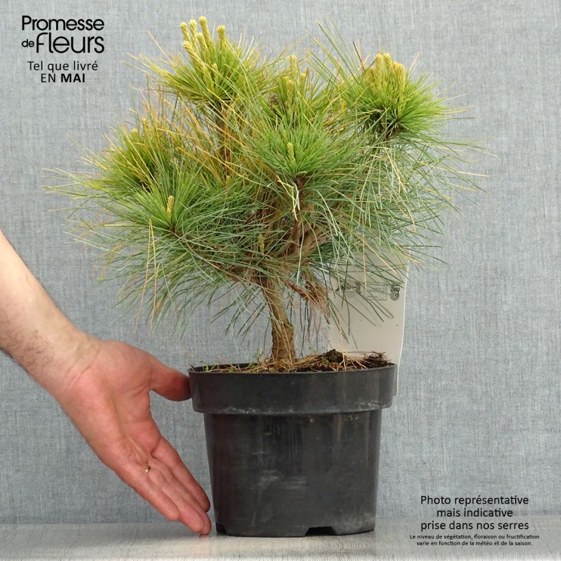Exemplaar van Pinus strobus Blue Shag - Weymouthden Pot van 2 l/3 l zoals geleverd in de lente