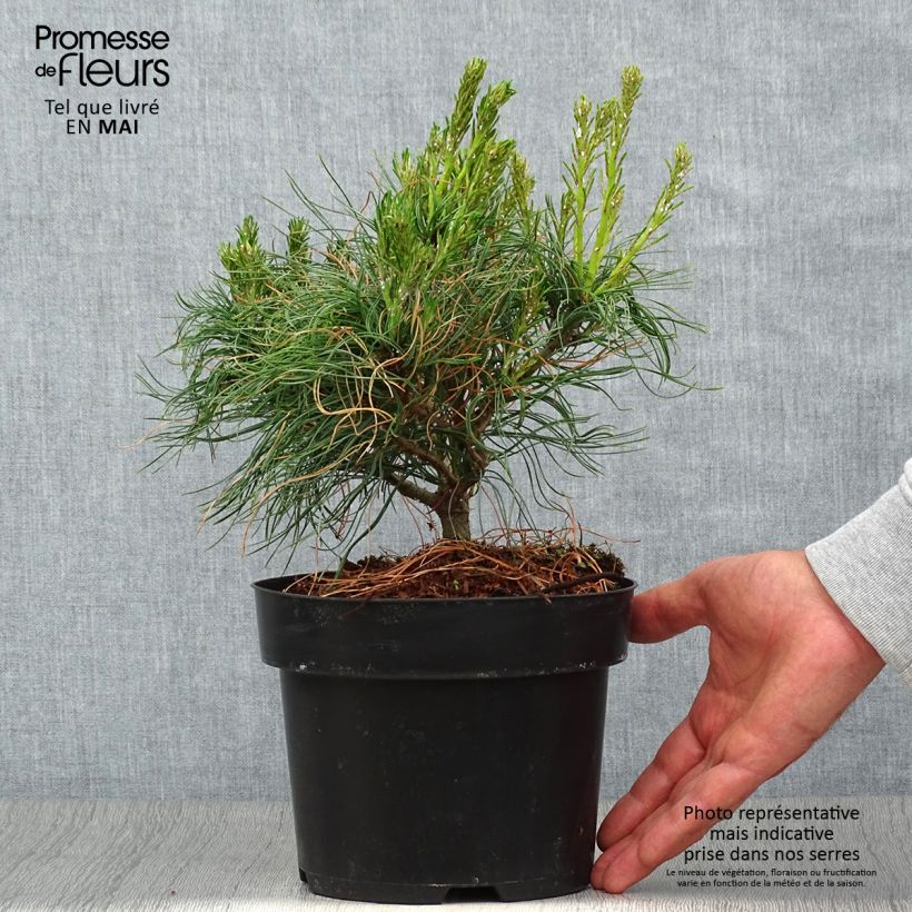 Example of Pinus strobus Tiny Kurls - Weymouthden Pot van 2 l/3 l as you get in printemps