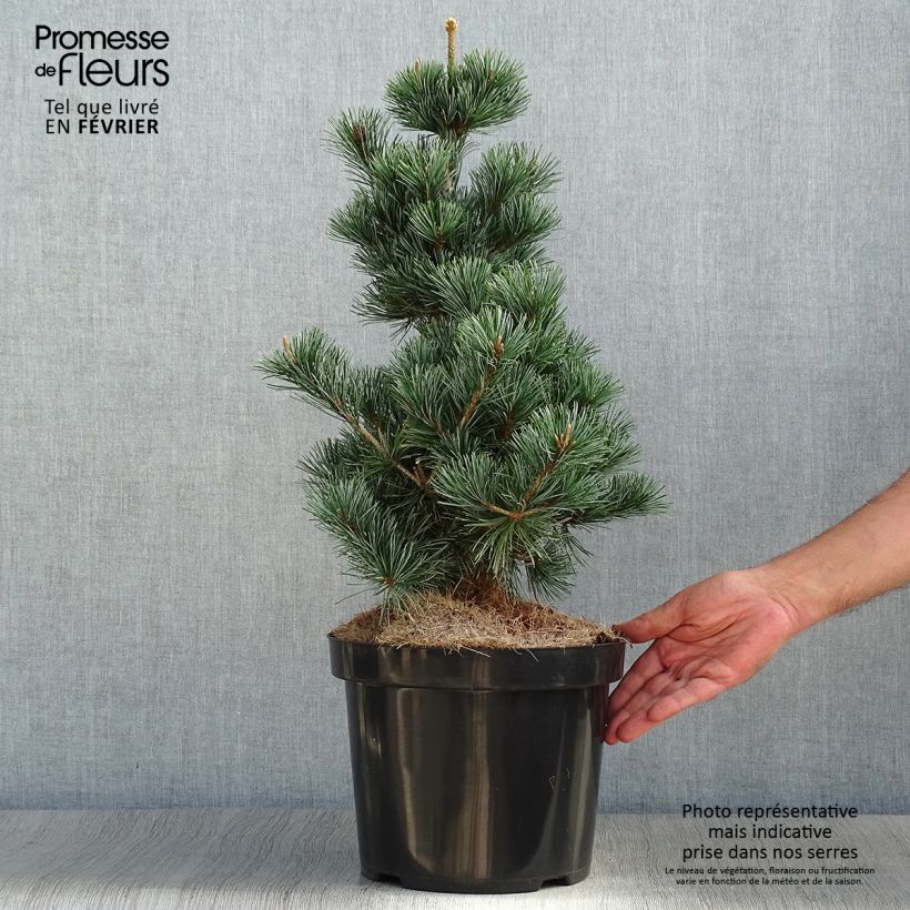 Exemplaar van Pinus parviflora Tempelhof - Japanse witte den Pot van 7,5 l/10 l zoals geleverd in de herfst