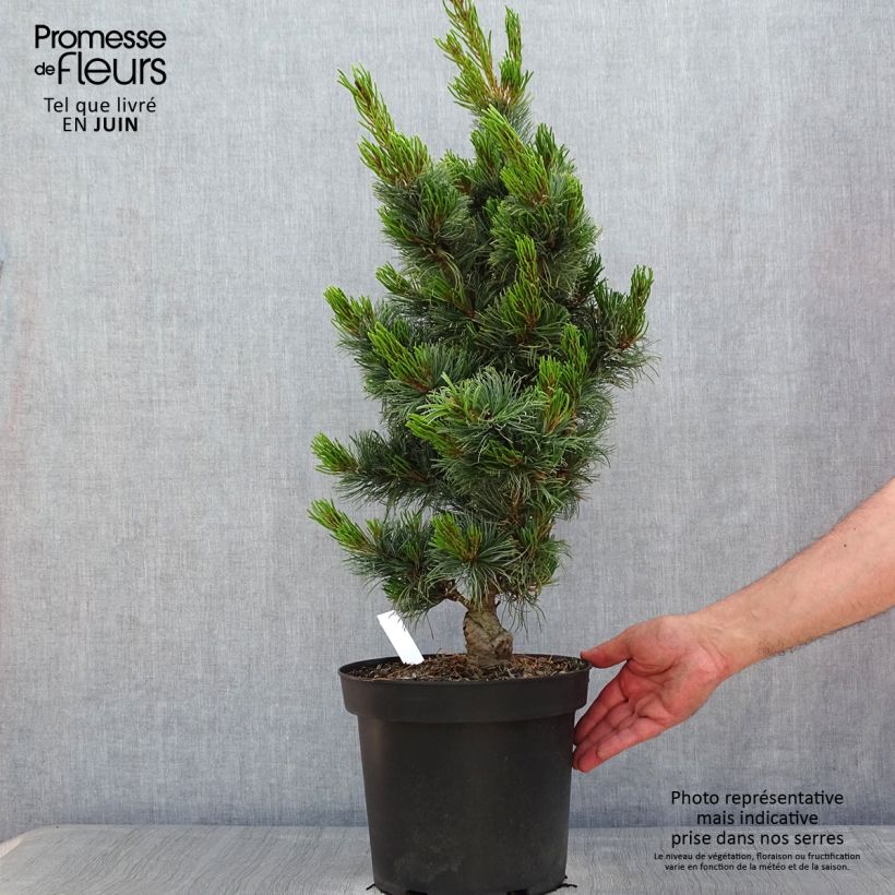 Example of Pinus parviflora Bergman - Japanse witte den Pot van 7,5 l/10 l as you get in printemps