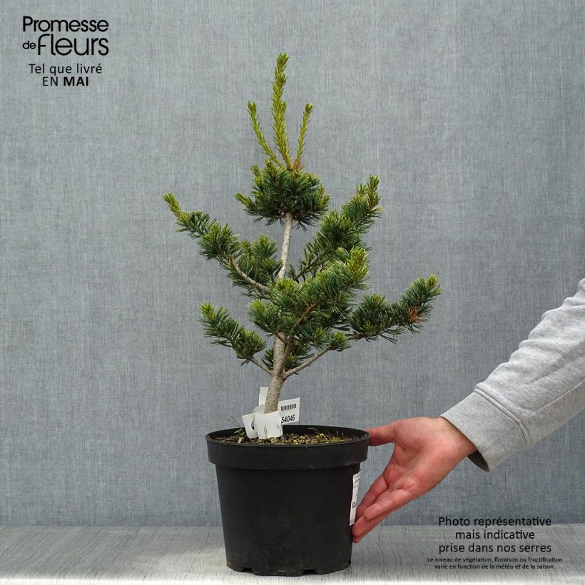Exemplaar van Pinus parviflora Fukai - Japanse witte den Pot van 4 l/5 l zoals geleverd in de lente