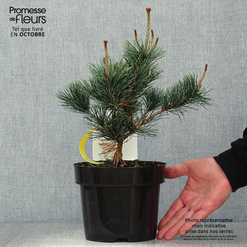 Exemplaar van Pinus parviflora Negishi - Japanse witte den Pot van 2 l/3 l zoals geleverd in de herfst