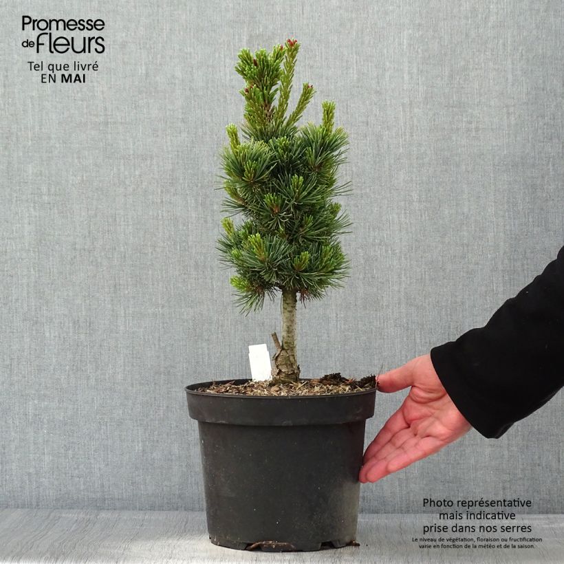 Example of Pinus cembra Compacta Glauca - Alpenden Pot van 4 l/5 l as you get in printemps
